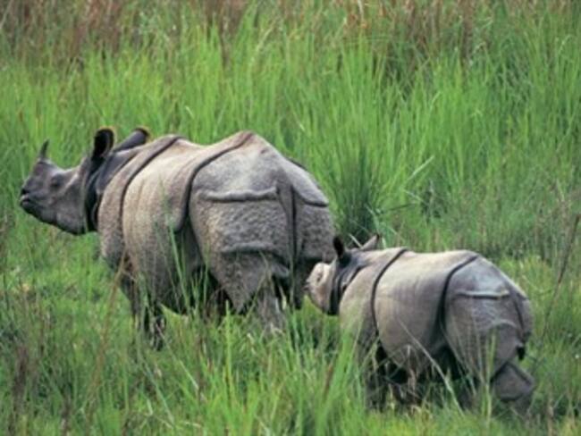 A través de videos, se descubre que especie en vía de extinción se está reproduciendo