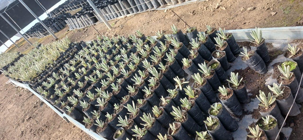 Frailejones plantados por el Ejército Nacional.