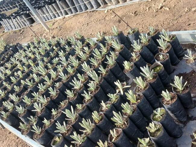 Frailejones plantados por el Ejército Nacional.