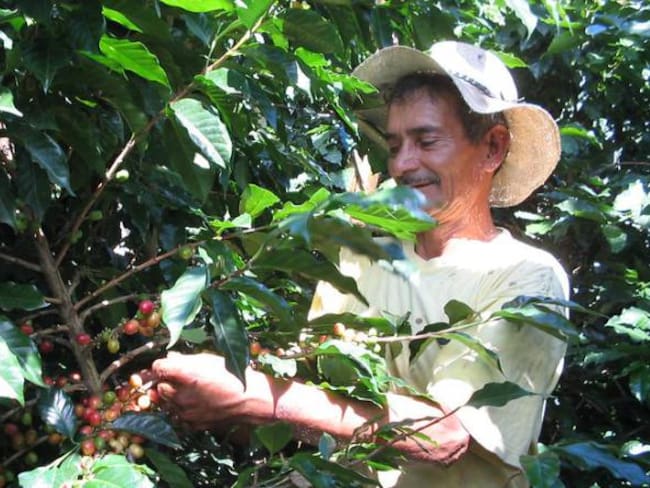 En 60% bajaron las exportaciones de café colombiano en julio 2016