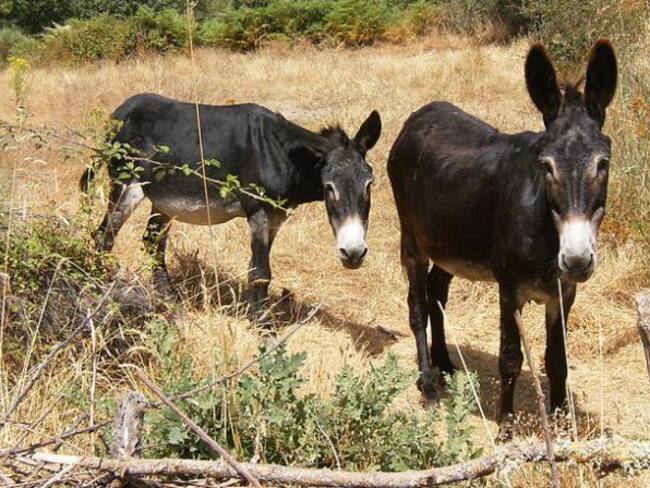 Indígenas wayúu se pelean los burros para venderlos