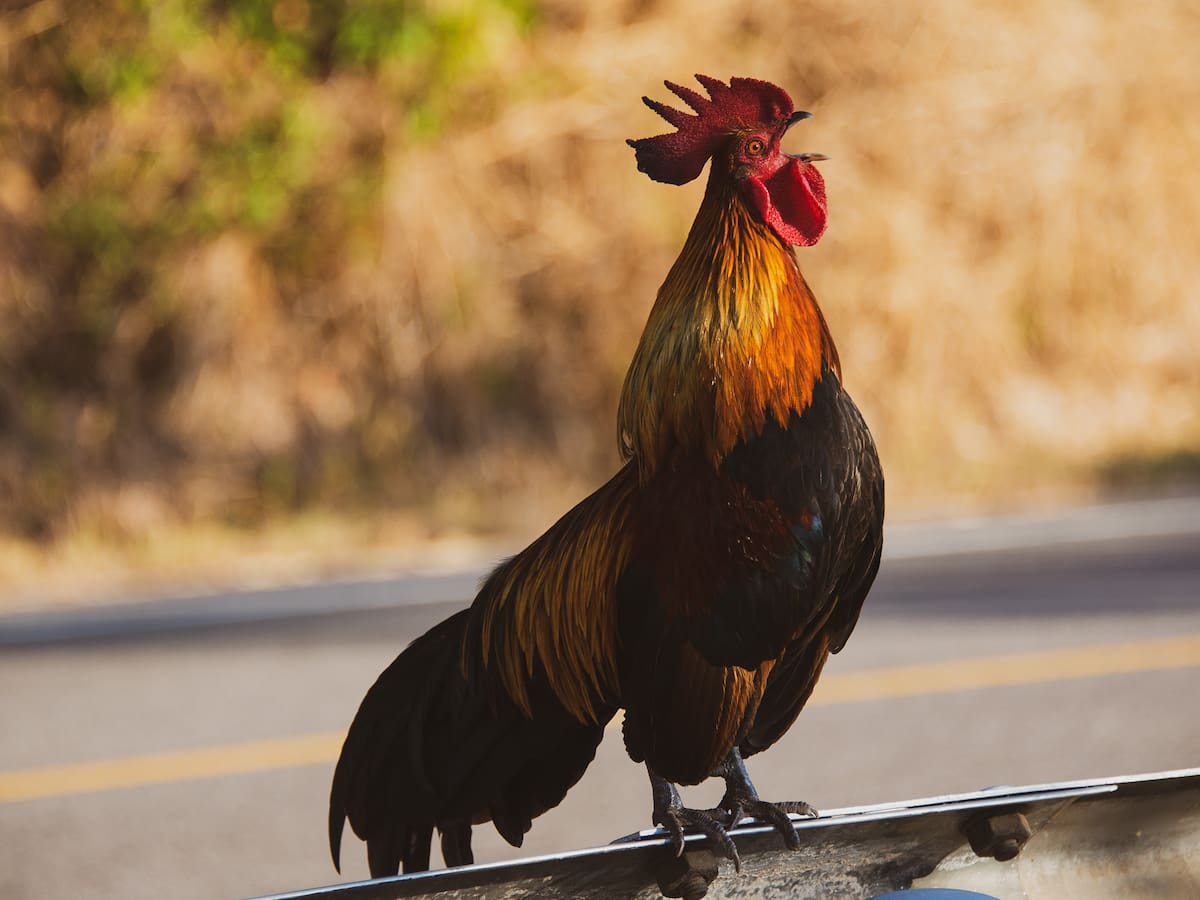 ¿Qué significa que un gallo cante a las 12 de la noche? Le contamos