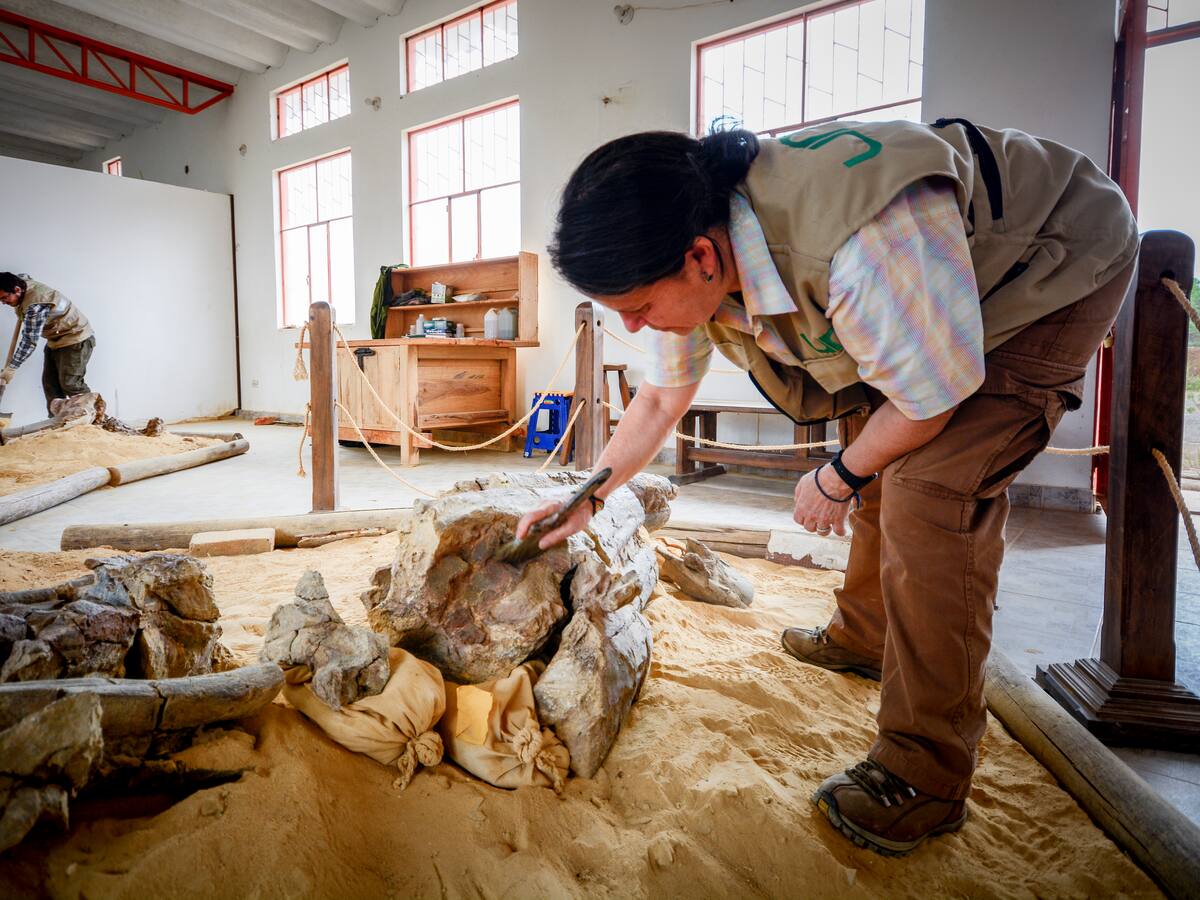 Proyecto de ley busca proteger el patrimonio paleontológico de Sáchica: Senador Carlos Guevara