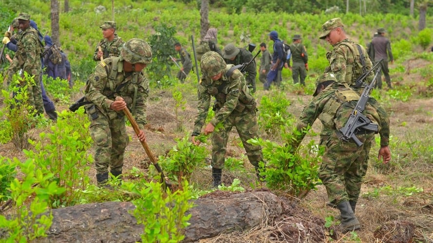 Erradicación de coca. Foto: Colprensa