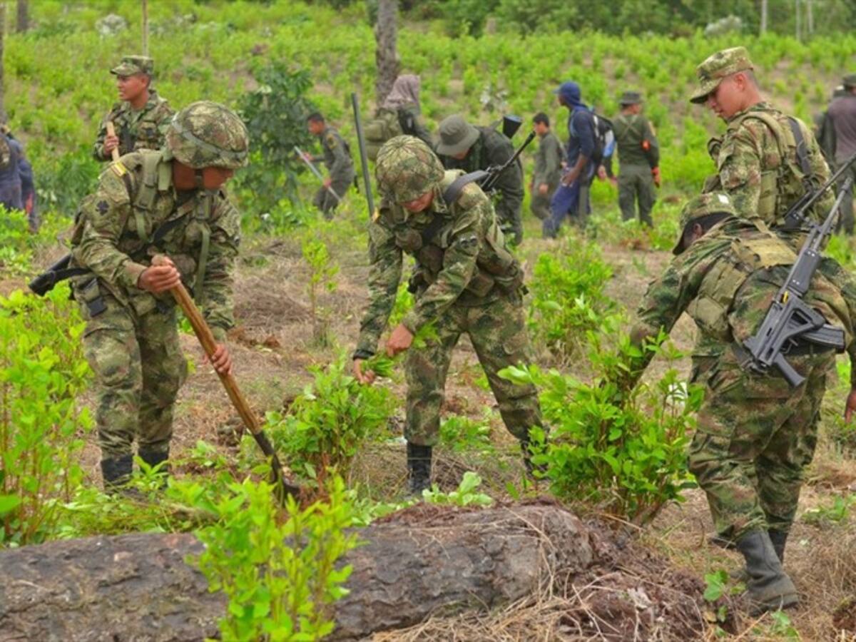 En Chocó se han erradicado 2.000 de las 2.500 hectáreas de cultivos ilícitos