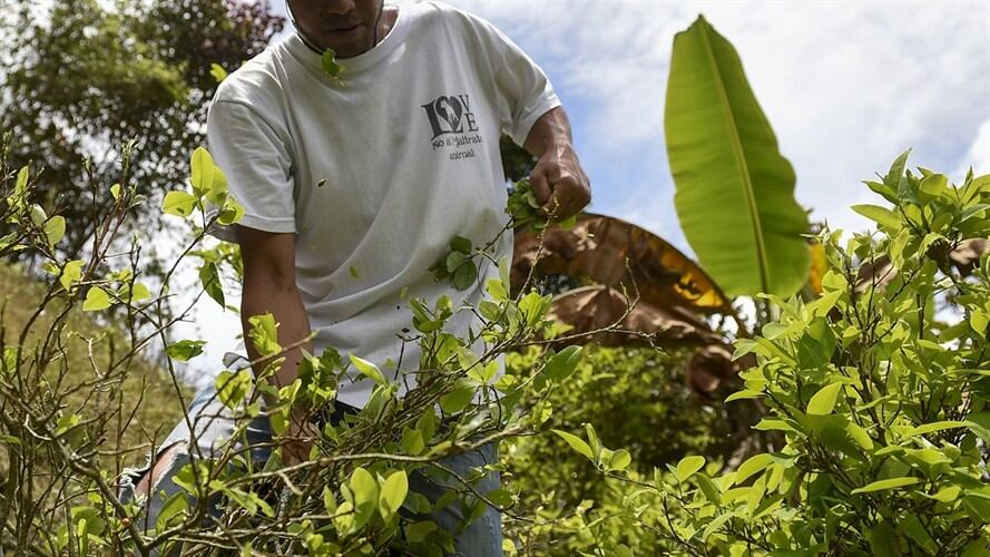 En este punto de presencia permanente de cultivos de uso ilícito, ya se aplica el programa de sustitución integral. Foto: Getty Images
