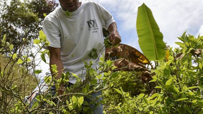 En este punto de presencia permanente de cultivos de uso ilícito, ya se aplica el programa de sustitución integral. Foto: Getty Images