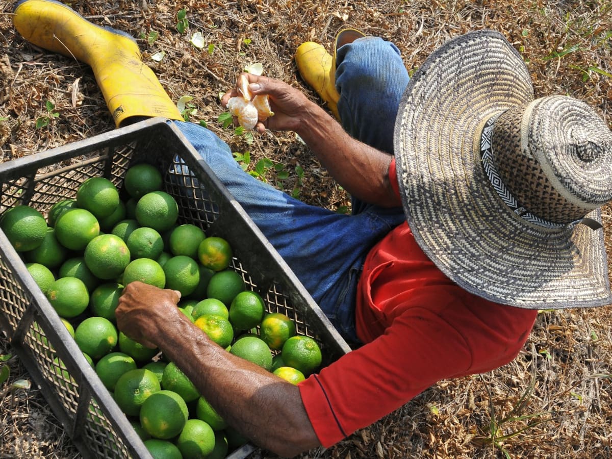 Limón, el producto agrícola que más se está exportando en Santander