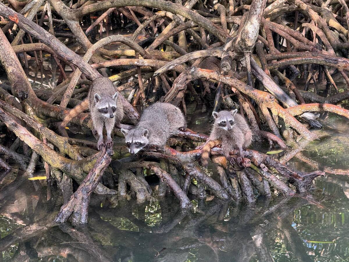 Avistamiento de mapaches en Barú: nuevo plan de turismo responsable en Cartagena