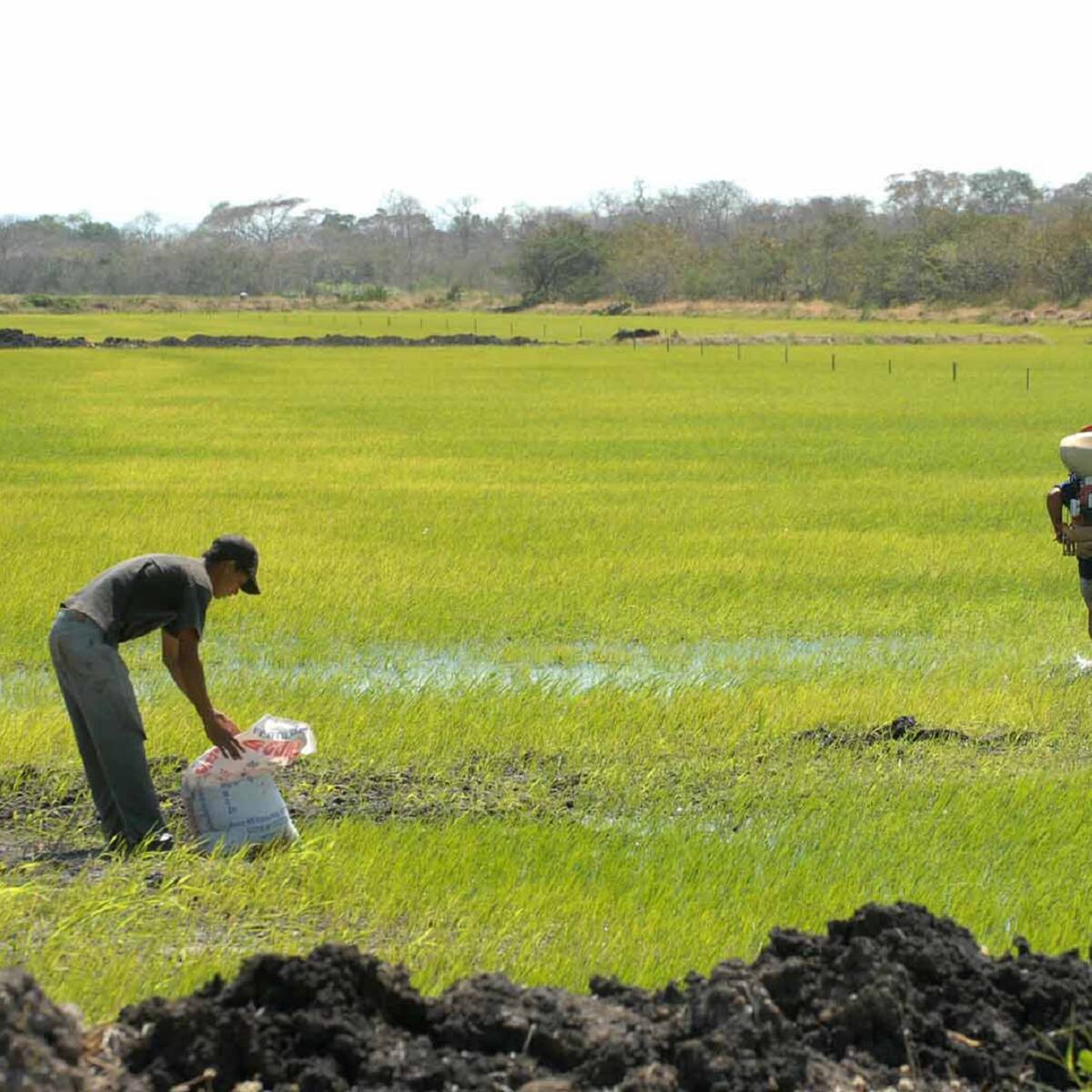 Agricultores evalúan unirse a protesta de transportadores por aumento de precio del ACPM