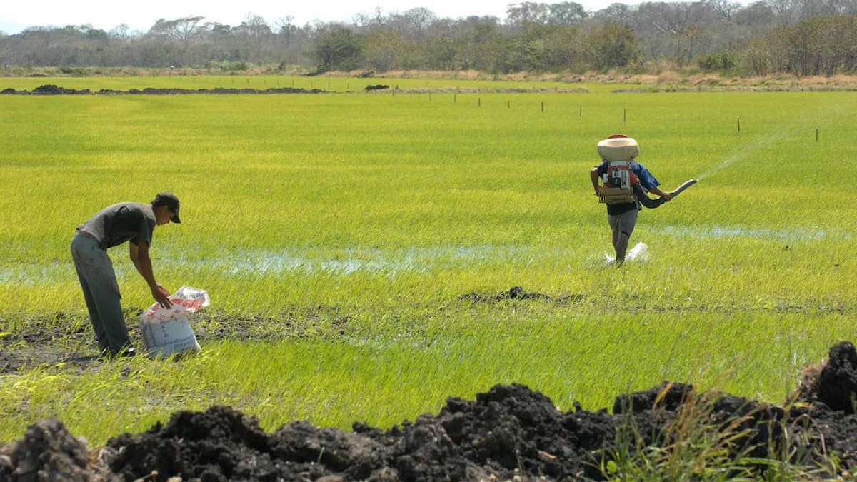 Incertidumbre entre arroceros del Huila precio del cereal no genera confianza