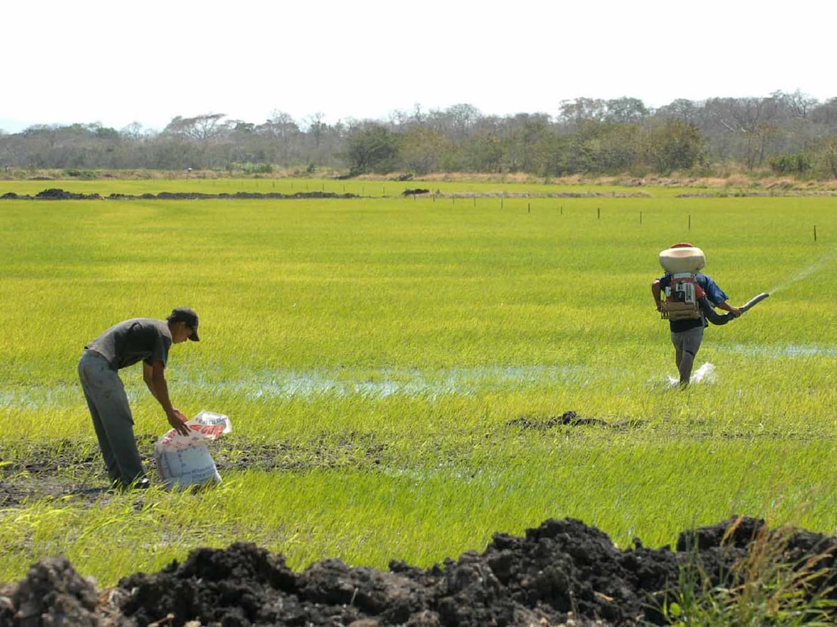 Incertidumbre entre arroceros del Huila precio del cereal no genera confianza