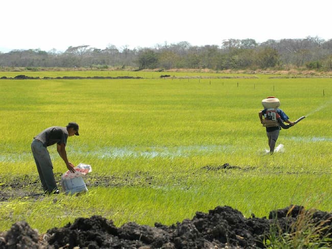 Agricultores del Huila, a la espera que precio de los insumos bajen antes de cerrar el 2022.