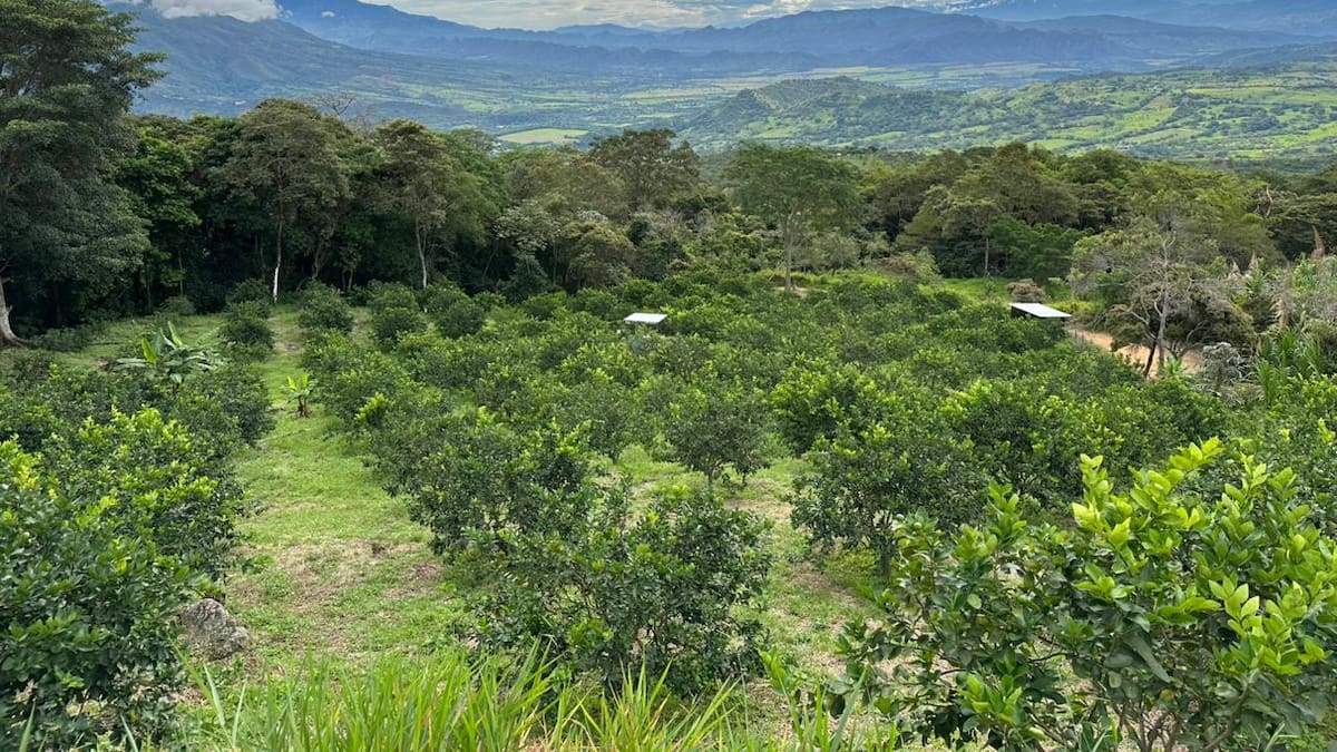 Sequía golpea cultivos de limón Tahití en el Huila y productores piden apoyo para cosechar agua