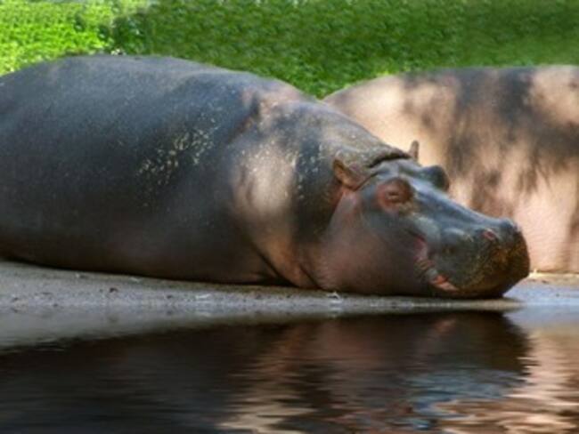 Pepe no era un peligro, afirman habitantes de caserío en donde murió el hipopótamo
