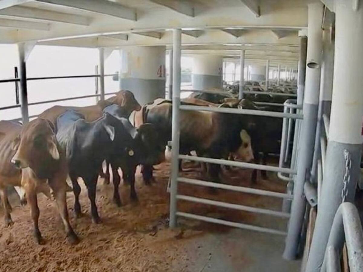 ICA garantiza bienestar animal de ganado que se exporta desde Colombia