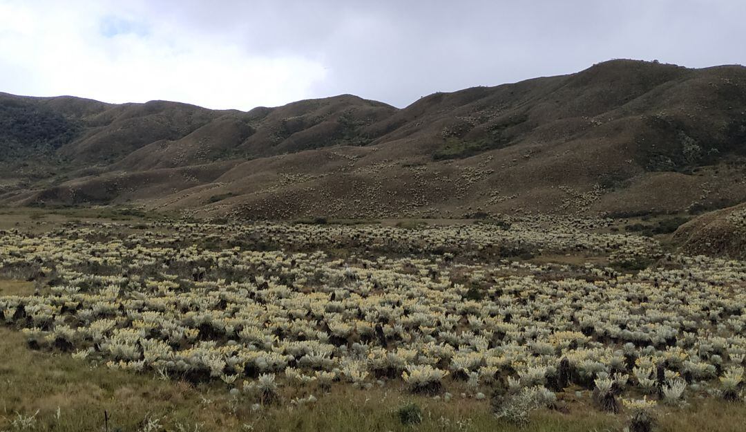 El 80% de los bogotanos dependen del agua que almacena el páramo de Chingaza
