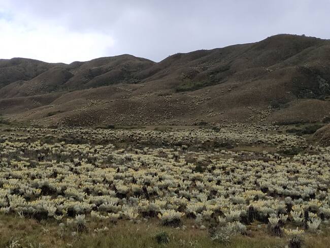 El 80% de los bogotanos dependen del agua que almacena el páramo de Chingaza