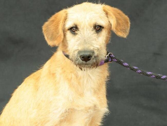 Una docena de perros y 17 gatos fueron rescatados de la zona del Bronx