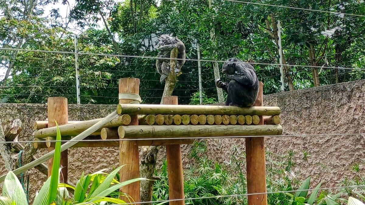 Investigan responsabilidad de la fuerza pública en la muerte de chimpancés de Ukumarí