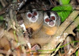 El Instituto Nacional de Salud descartó fiebre amarilla en el mono nocturno hallado muerto en Timaná, Huila.