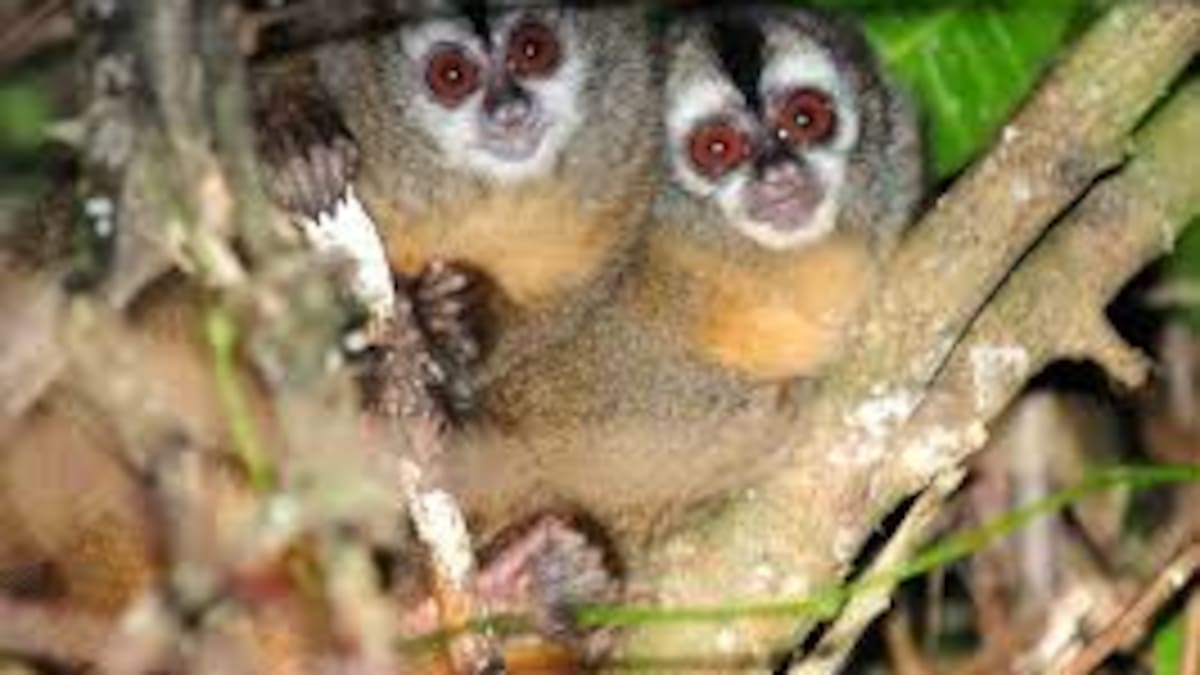 Salud del Huila pide vacunarse contra fiebre amarilla pese a caso descartado en Timaná