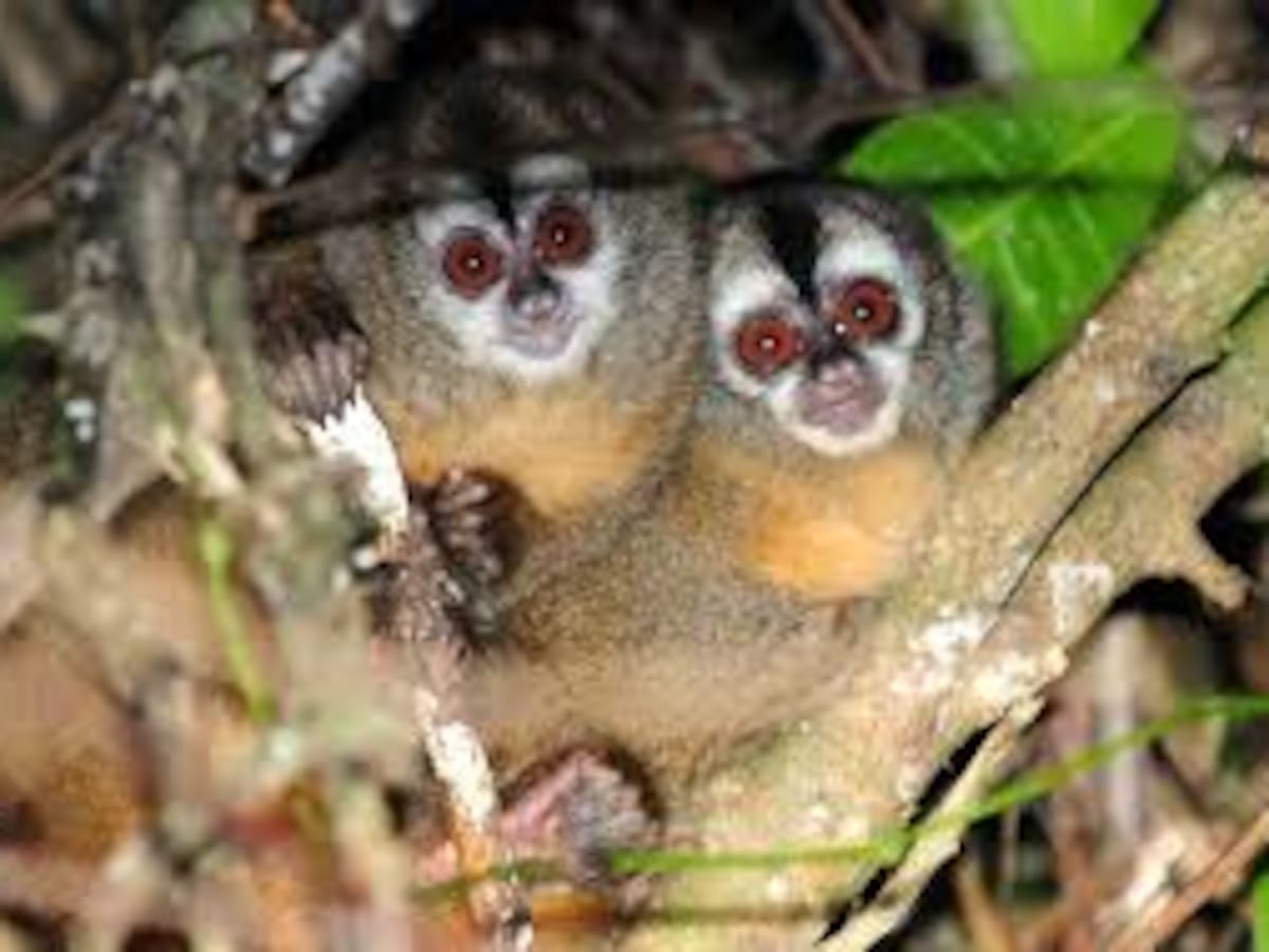 Salud del Huila pide vacunarse contra fiebre amarilla pese a caso descartado en Timaná