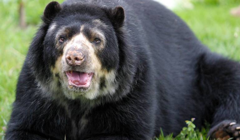 El oso Chucho, quien fue trasladado de una reserva natural en Manizales a un zoológico en Barranquilla.