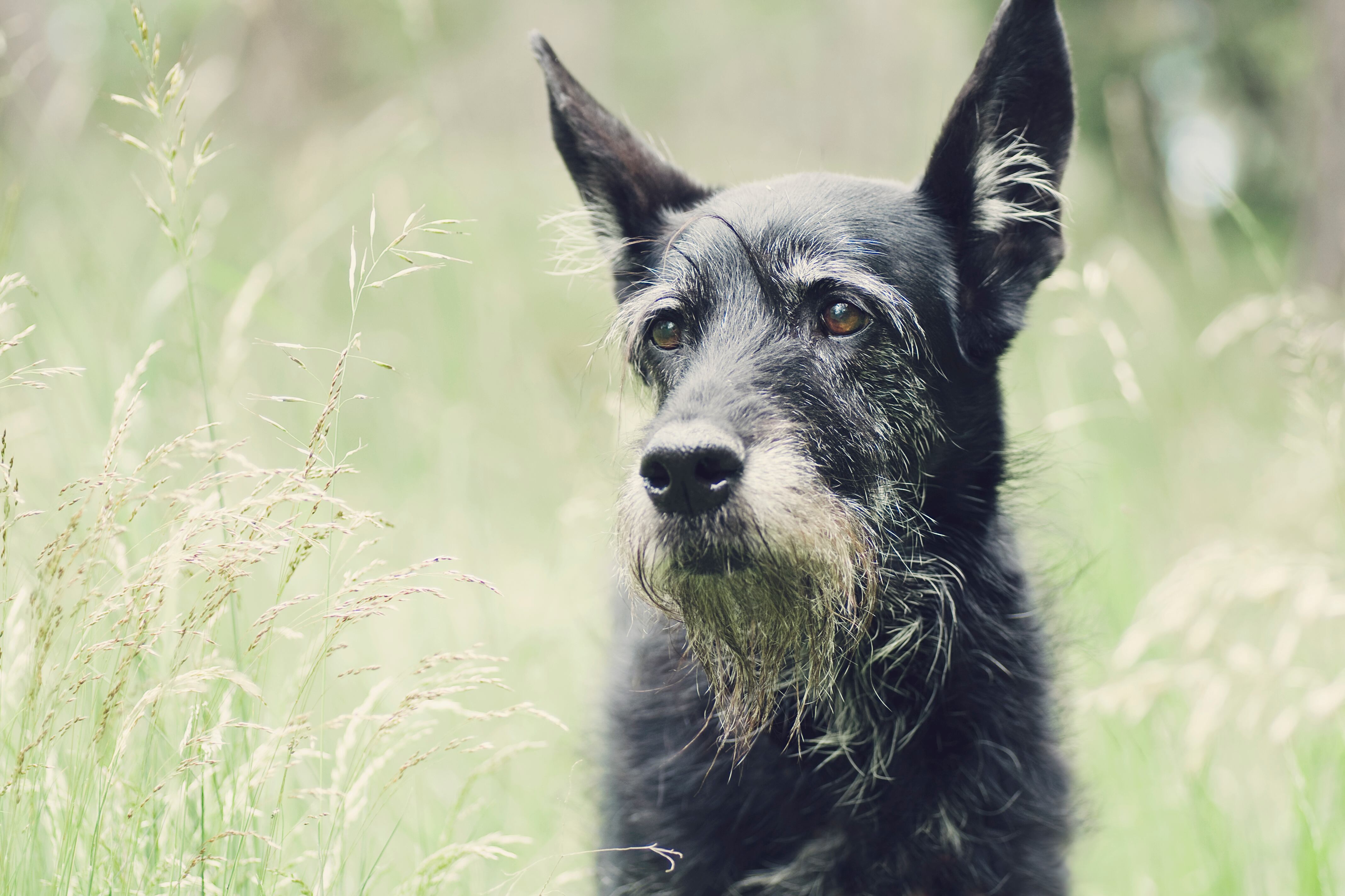 Perro anciano en el parque. (Foto vía Getty Images)