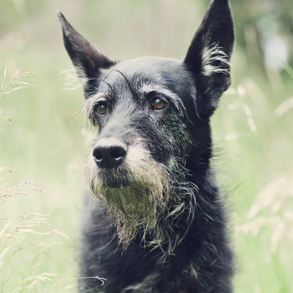 Cuidados especiales para perros mayores: ¿cómo mantenerlos sanos?