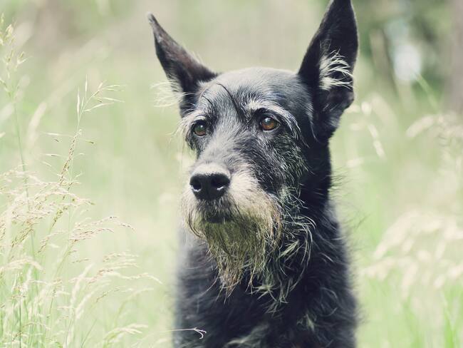 Perro anciano en el parque. (Foto vía Getty Images)