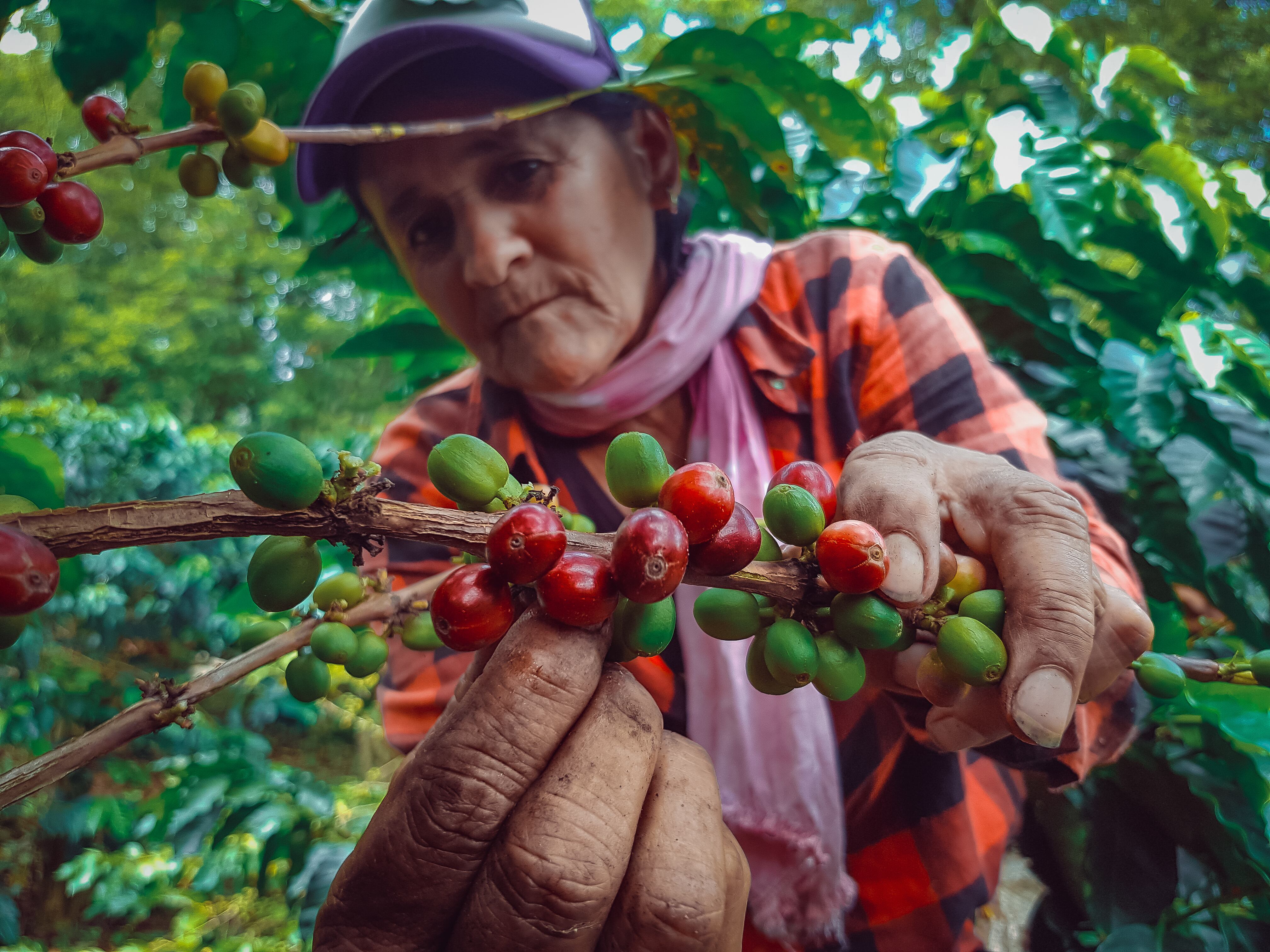 Mujer recogiendo café en una finca (Getty Images)