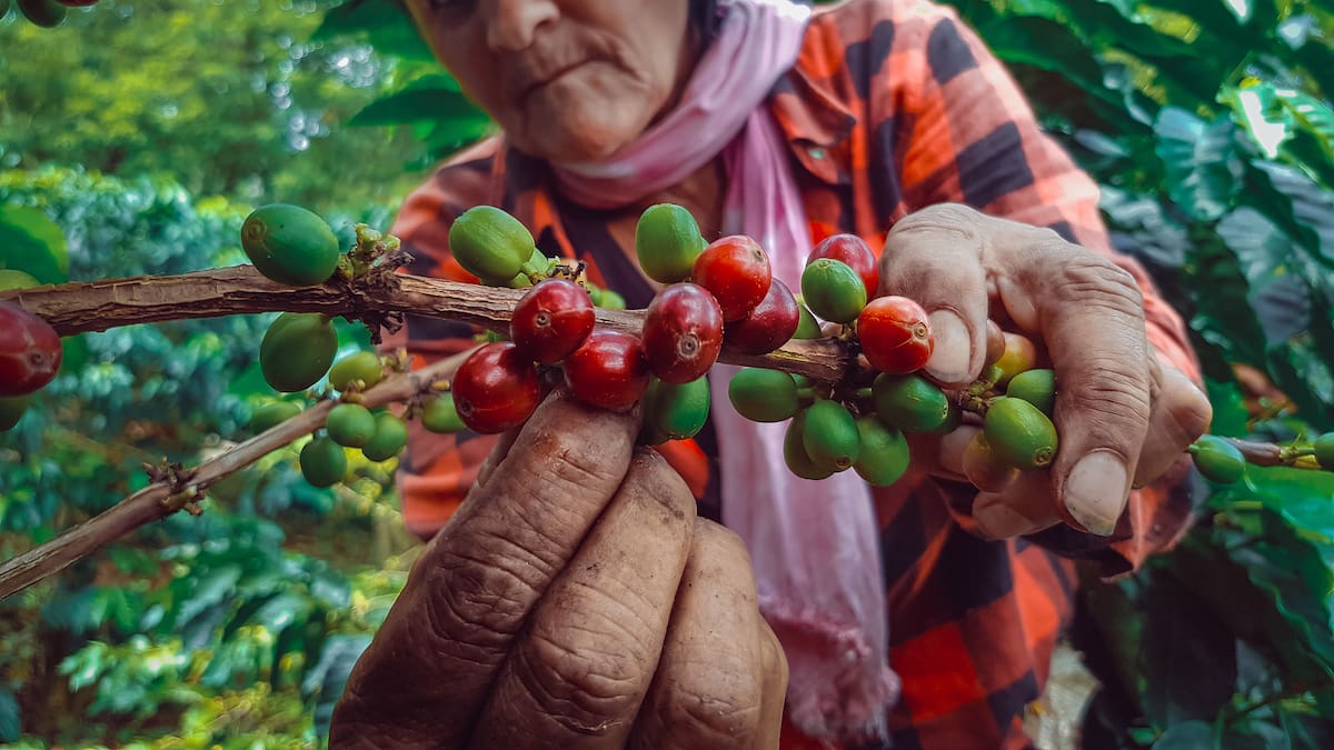 Este es el municipio de Colombia que produce más café al año: No queda en el Eje Cafetero