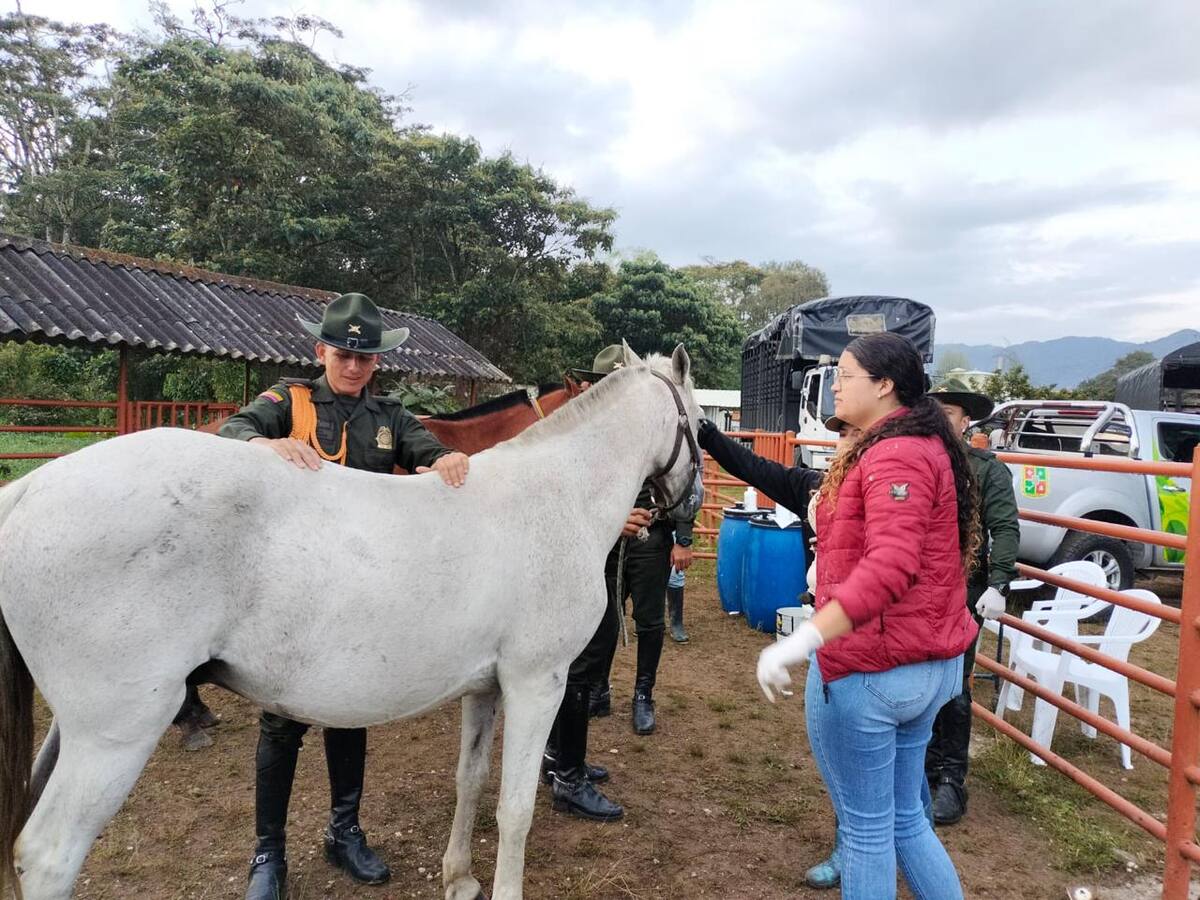 En Carmen de Viboral rescataron a más de 20 equinos que estaban deambulando por el pueblo