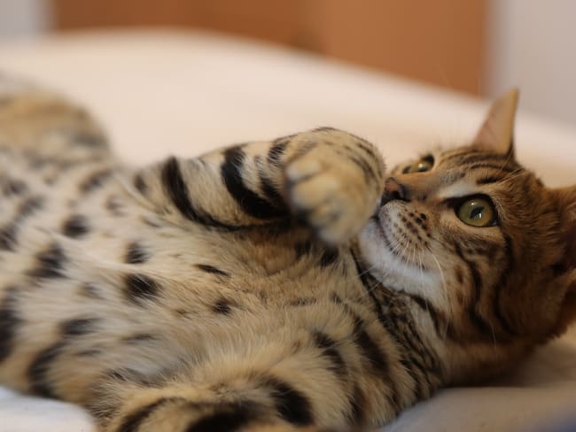 Gato acostado boca arriba (Foto vía Getty Images)