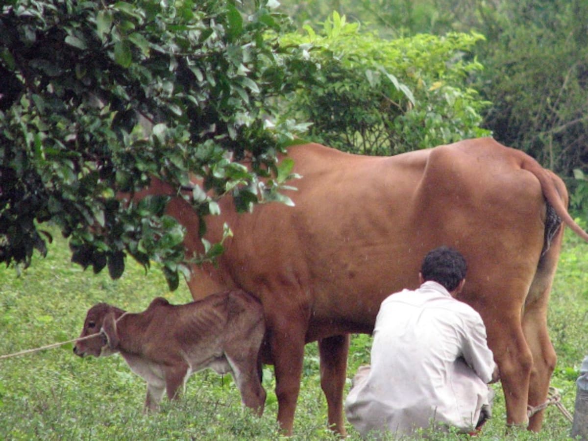 Eln cobra $200.000 de vacuna por contrabando de ganado desde Venezuela
