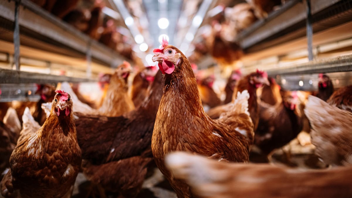 Científicos descubren cómo prolongar la fertilidad de las gallinas con medicamento: ¿Cómo funciona?