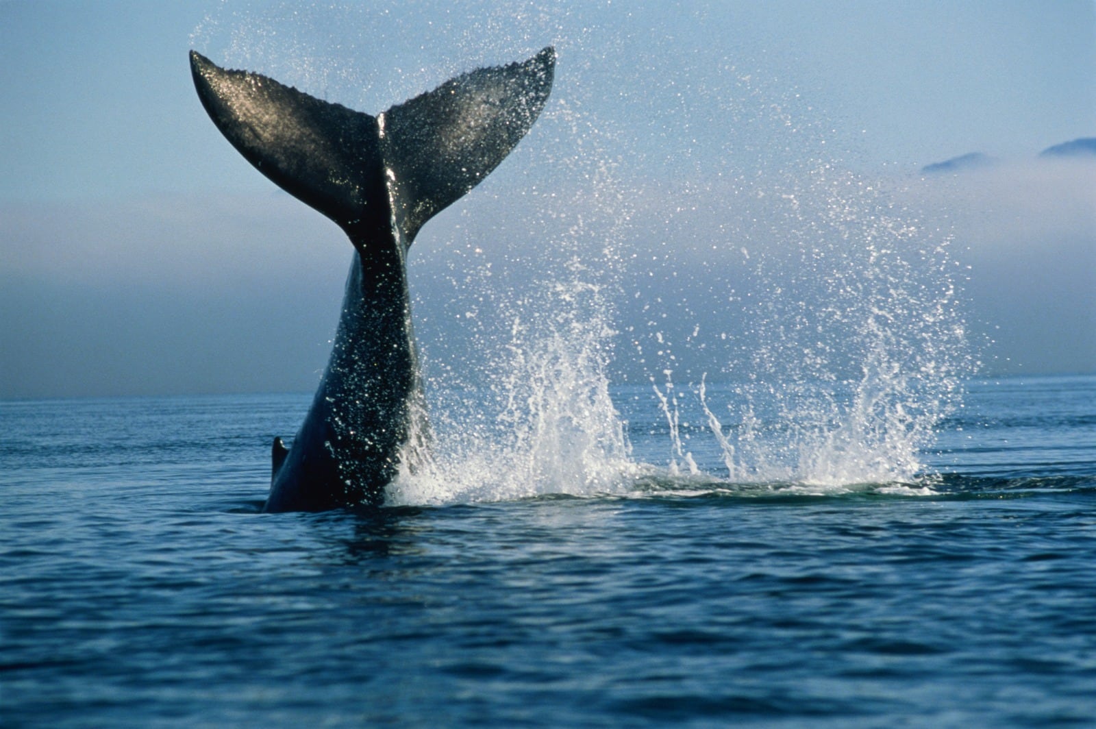 Foto: Getty Images.