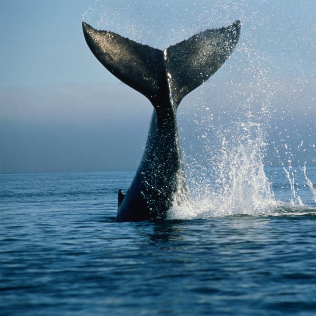 “Sufrirán una muerte atroz”: ONG reacciona a reanudación de caza de ballenas en Islandia