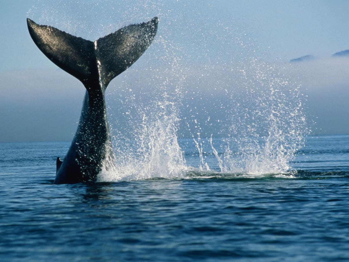 “Sufrirán una muerte atroz”: ONG reacciona a reanudación de caza de ballenas en Islandia