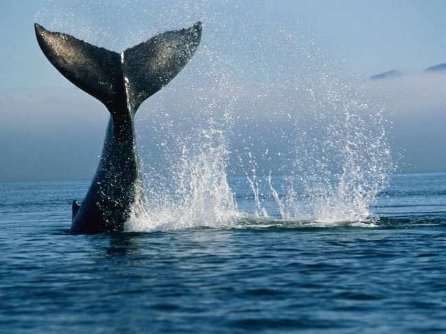 Foto: Getty Images.
