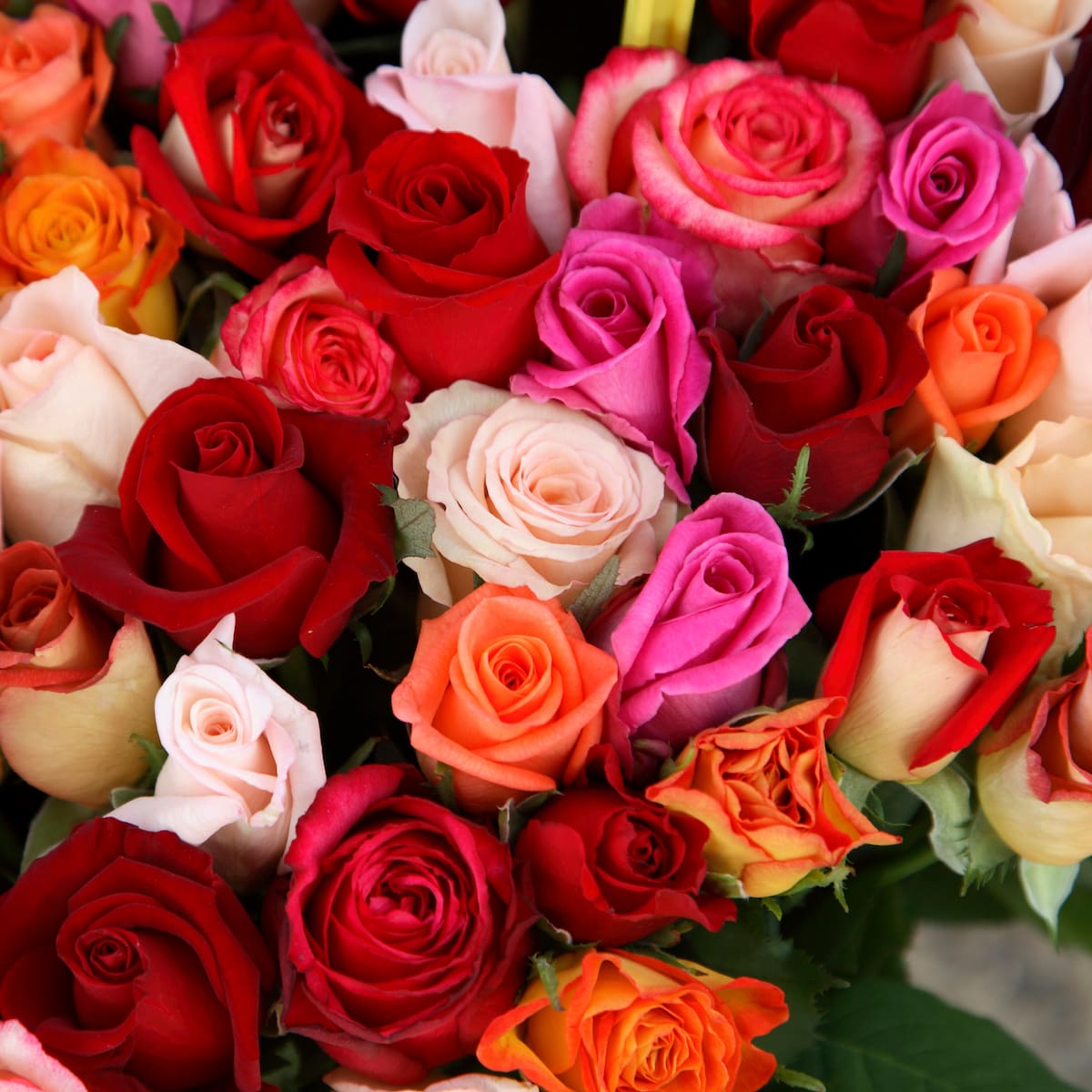 Productores de flores de exportación en Boyacá se declaran preocupados por el bajo precio del dólar