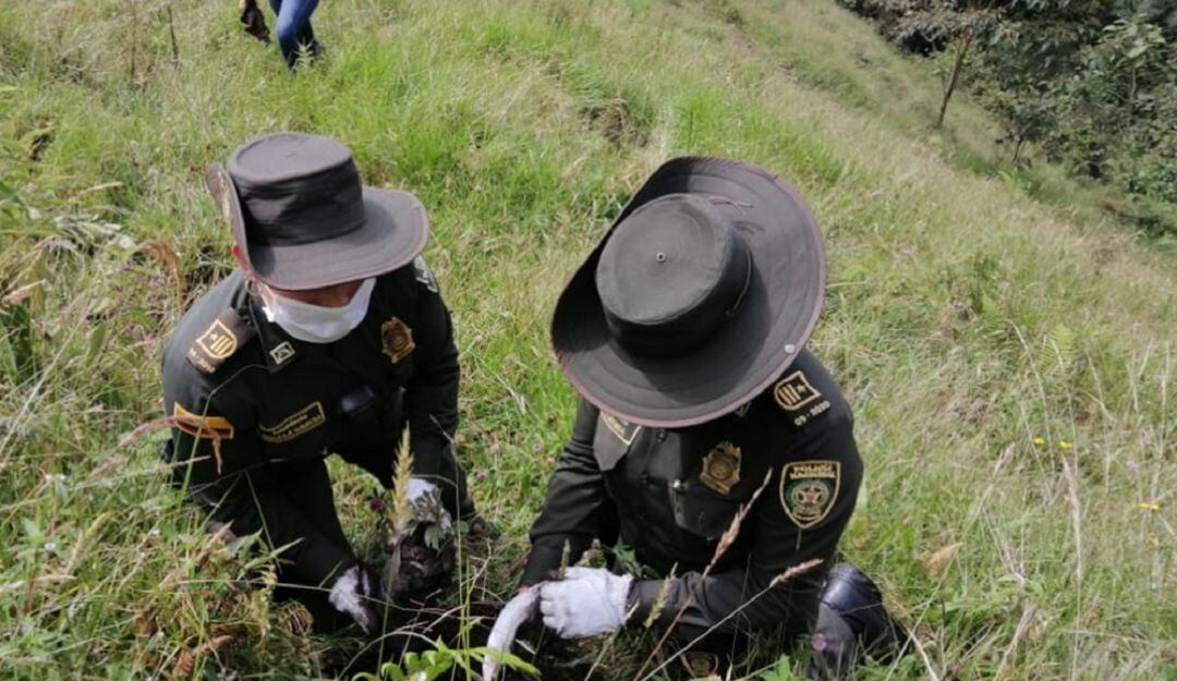'Sembratón' en Manizales