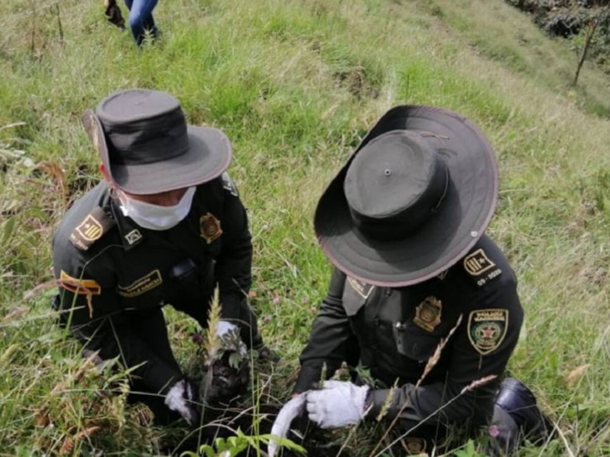 Siembran 500 árboles en un ecoparque de Manizales