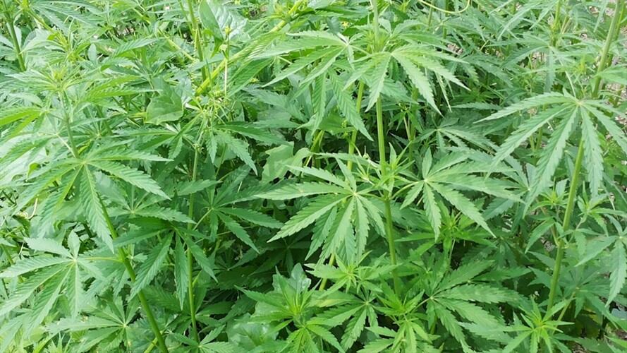Seis personas, entre ellas cuatro menores de edad, resultaron intoxicadas este miércoles 6 de diciembre tras ingerir un pastel hecho con marihuana. Foto: Getty Images