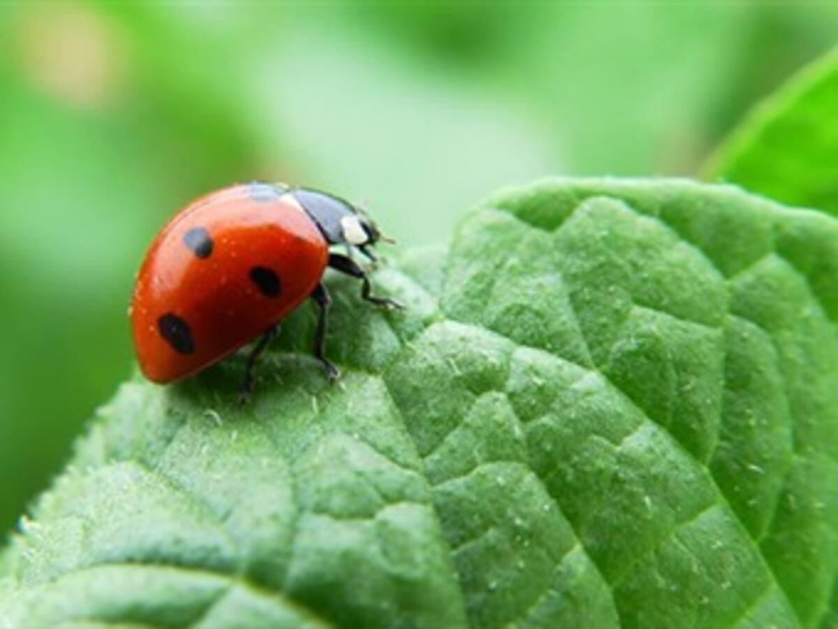 Visión ambiental de candidatos a la Alcaldía de Bogotá