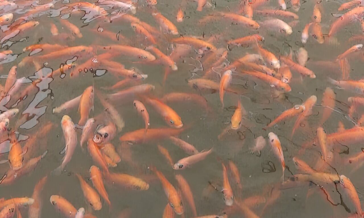 La especie tuvo significativas ventas en el mercado de los Estados Unidos.