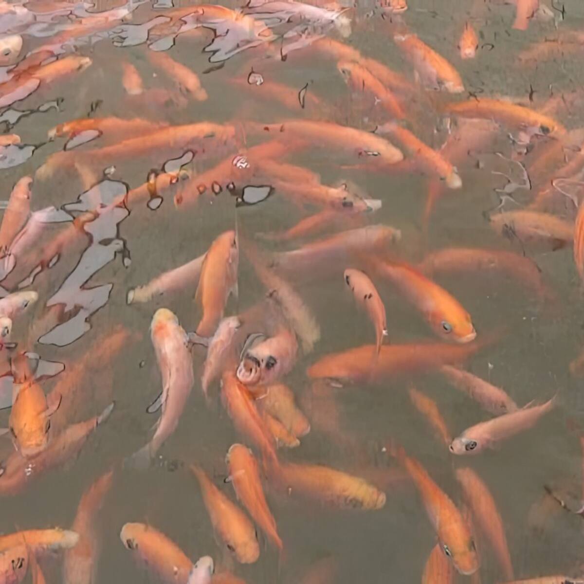 El Huila produjo 80 mil toneladas de tilapia durante el 2022