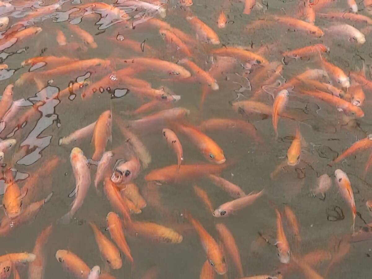 El Huila produjo 80 mil toneladas de tilapia durante el 2022