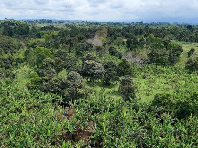 Las diferentes tonalidades en el verde del Quindío, zona rural de Montenegro